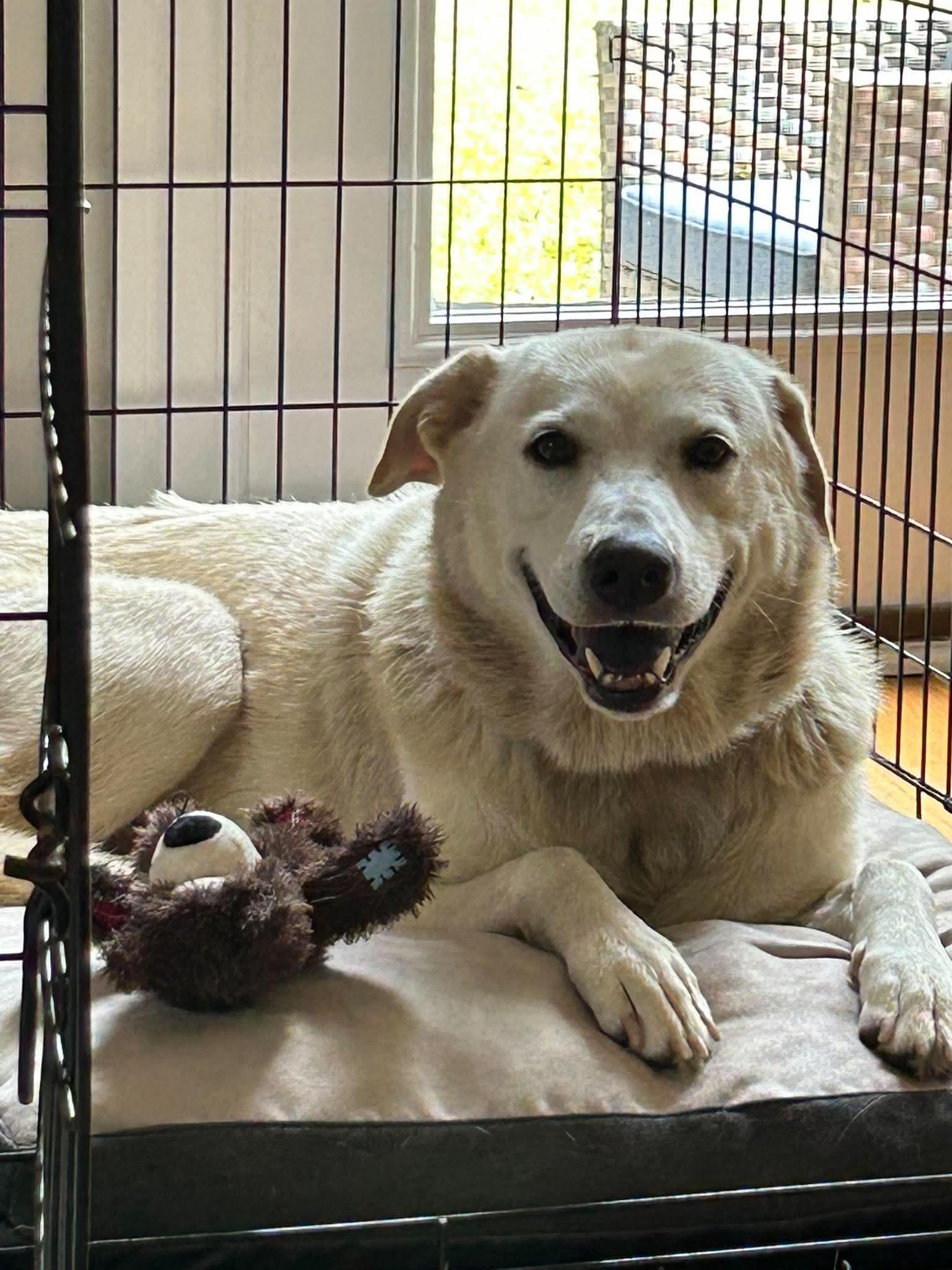 Enlarge Willow f.k.a. Kismet, a Adoptable mixed breed in Wando, SC image 1/6