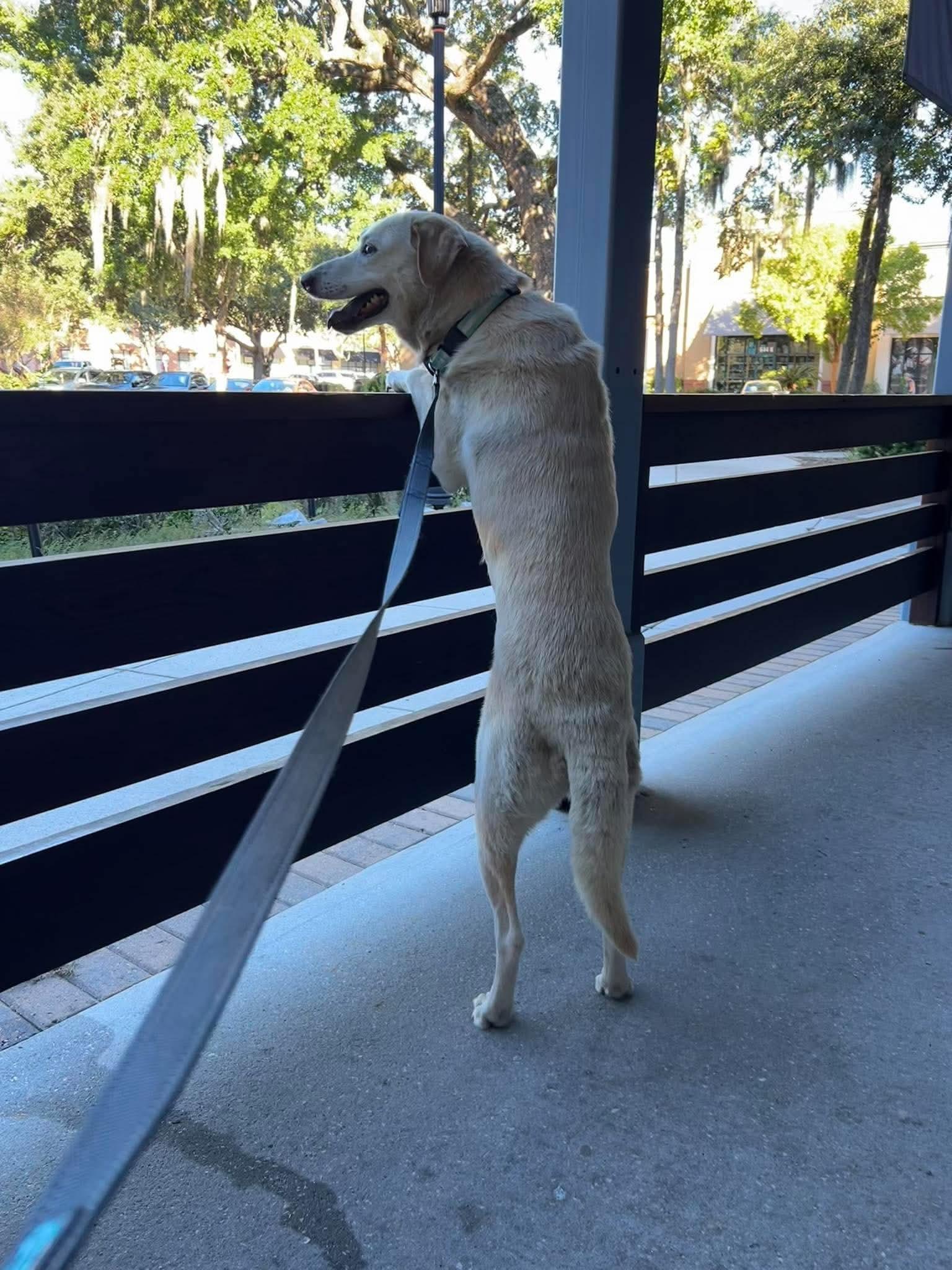 Enlarge Willow f.k.a. Kismet, a Adoptable mixed breed in Wando, SC image 6/6