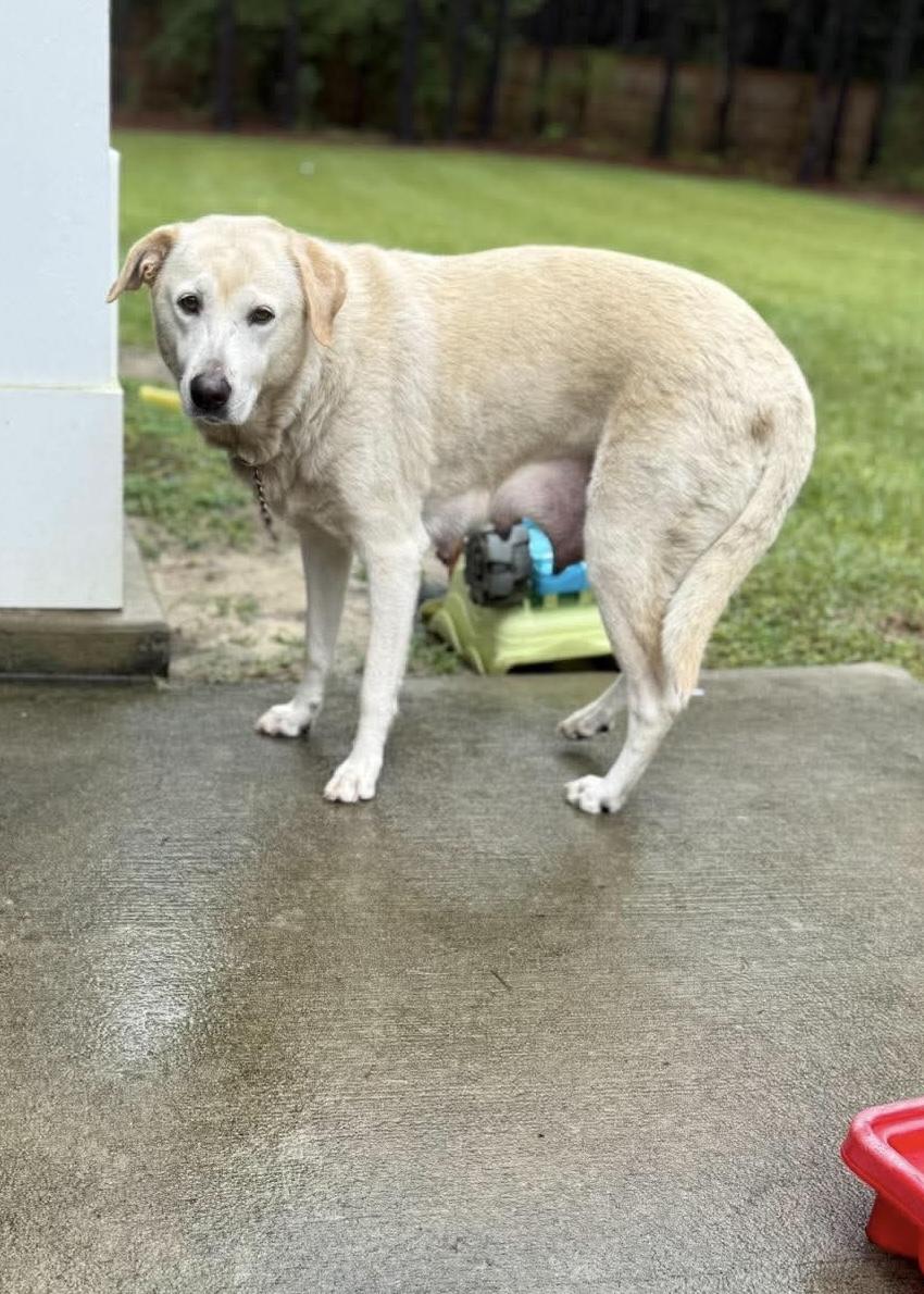 Enlarge Willow f.k.a. Kismet, a Adoptable mixed breed in Wando, SC image 2/6