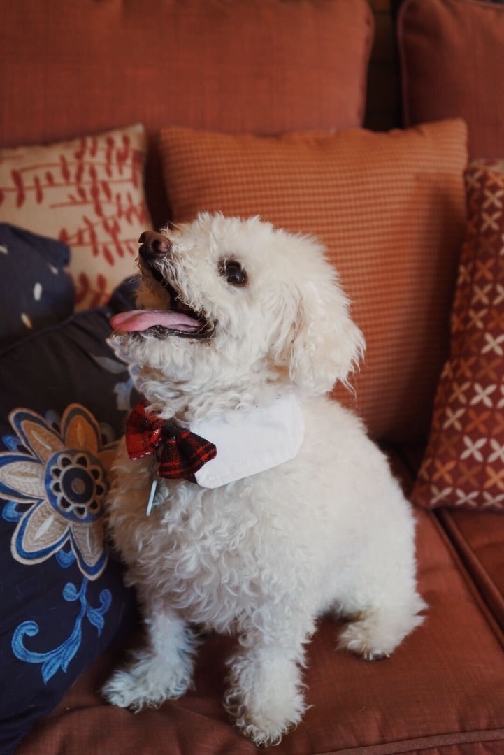 Stewart, Adopted, Senior Male Poodle & Mixed Breed.