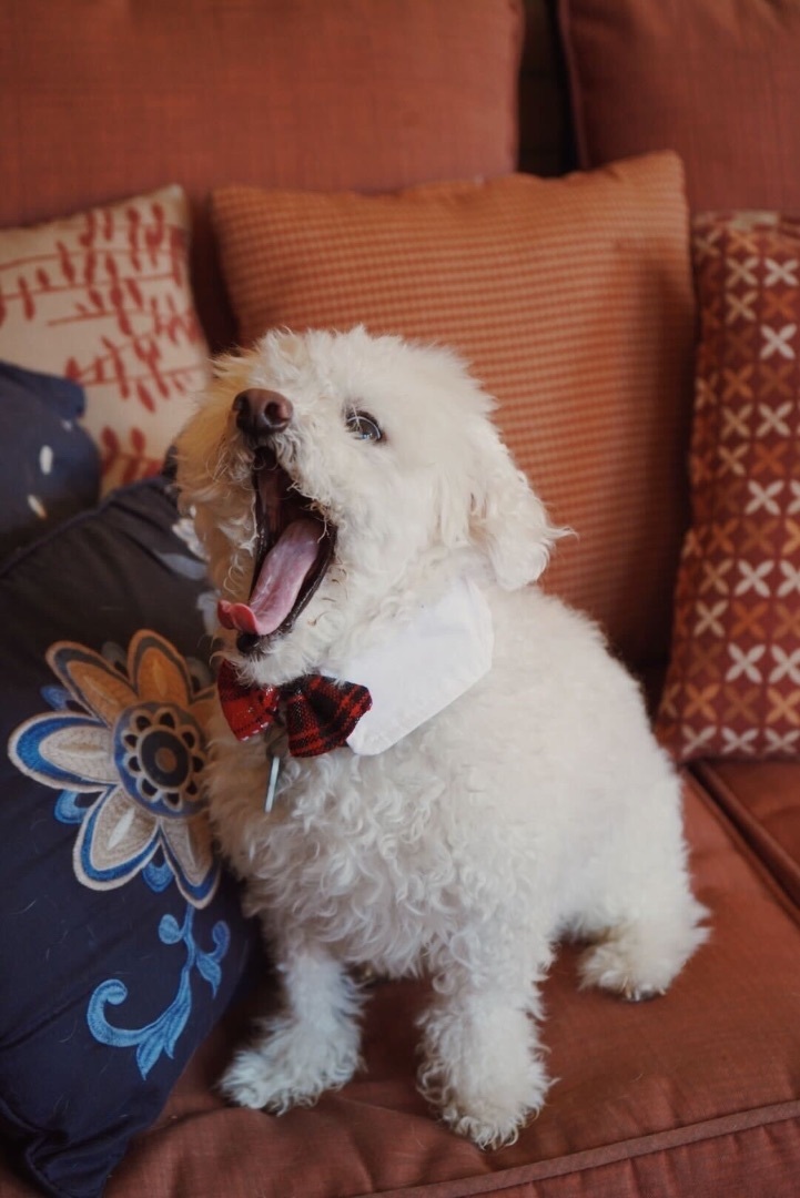 Enlarge Stewart, a Adopted mixed breed in Chicago, IL image 2/6