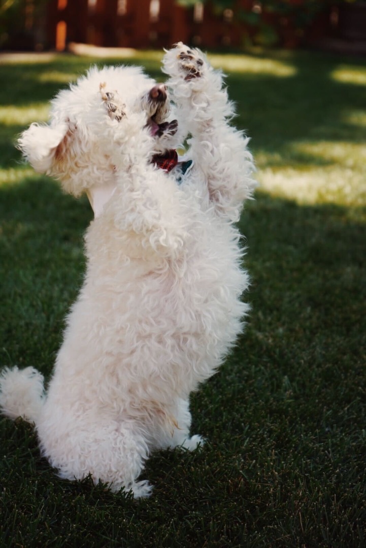 Enlarge Stewart, a Adopted mixed breed in Chicago, IL image 3/6