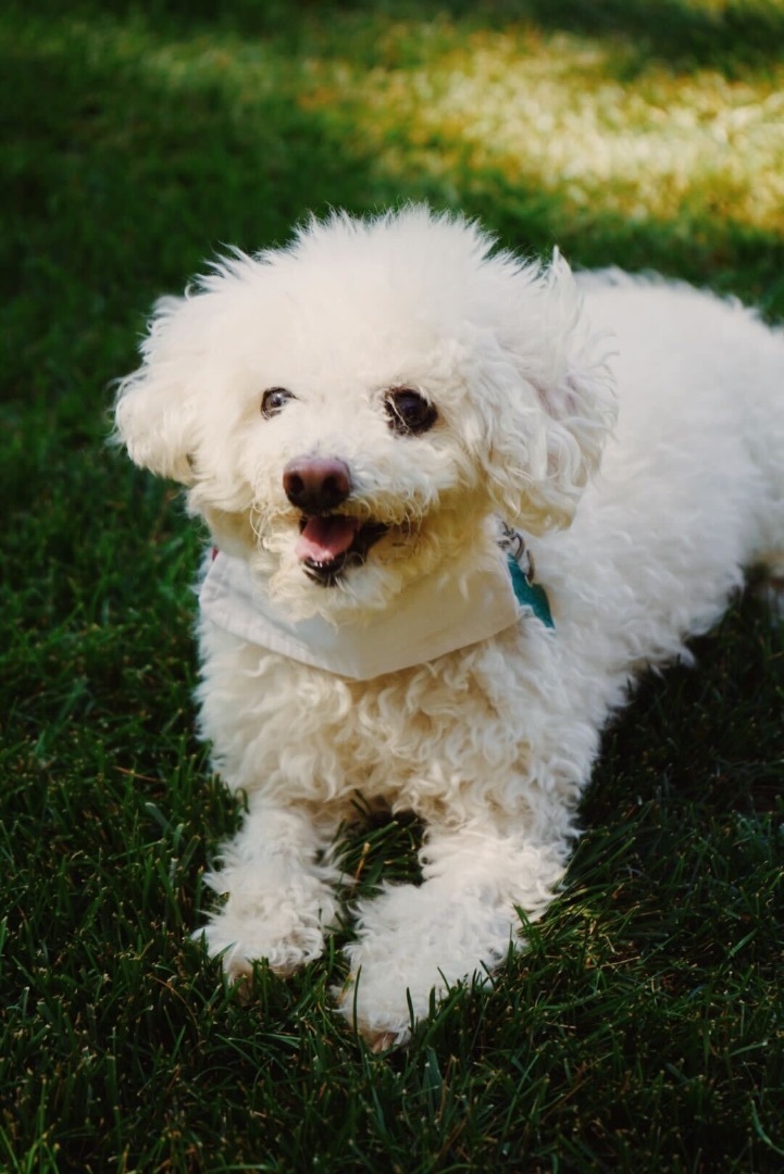 Enlarge Stewart, a Adopted mixed breed in Chicago, IL image 4/6
