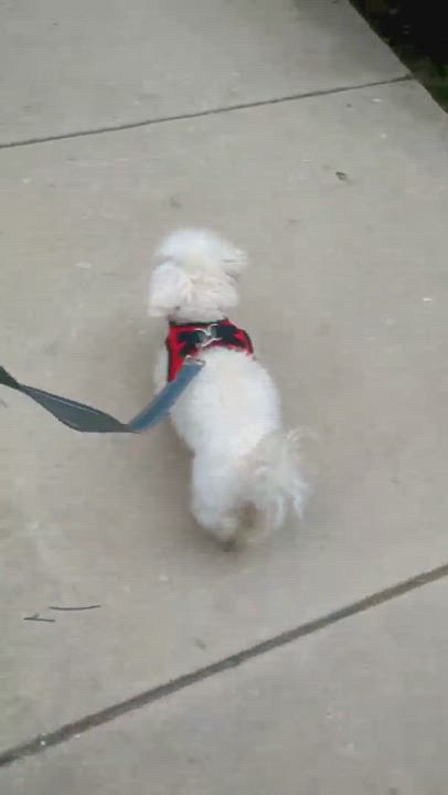 Enlarge Stewart, a Adopted mixed breed in Chicago, IL video 6/6