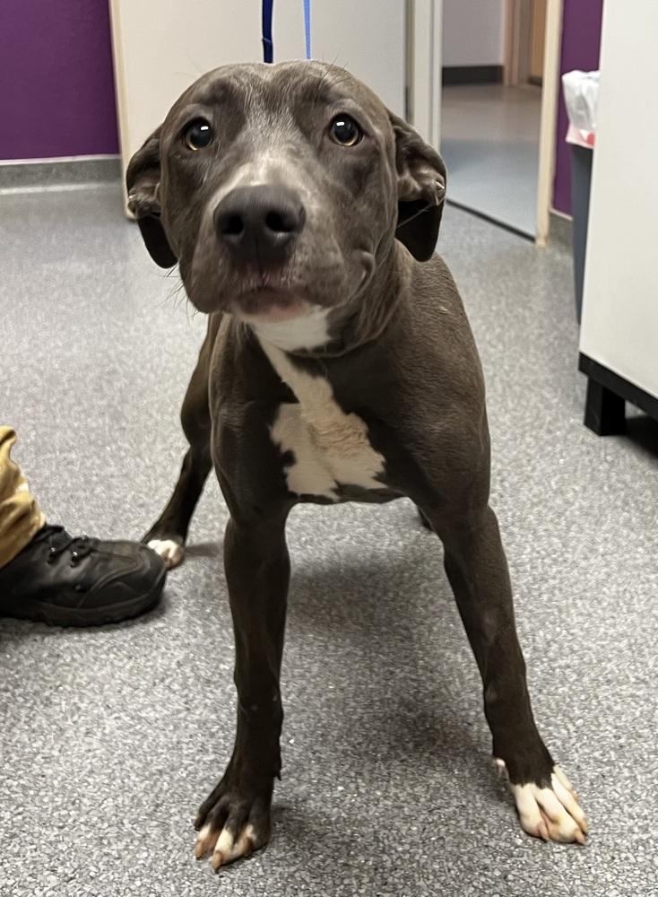 Enlarge April, a Adoptable mixed breed in Jamestown, CA image 3/3