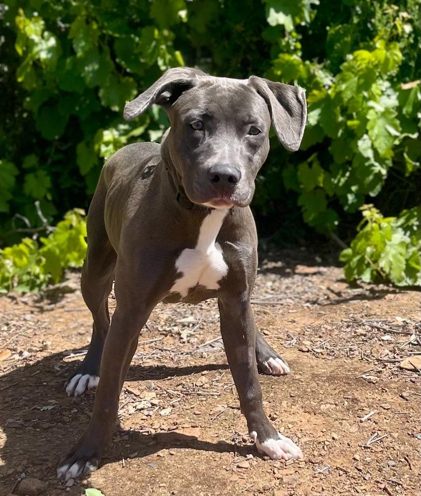 Enlarge April, a Adoptable mixed breed in Jamestown, CA image 1/3