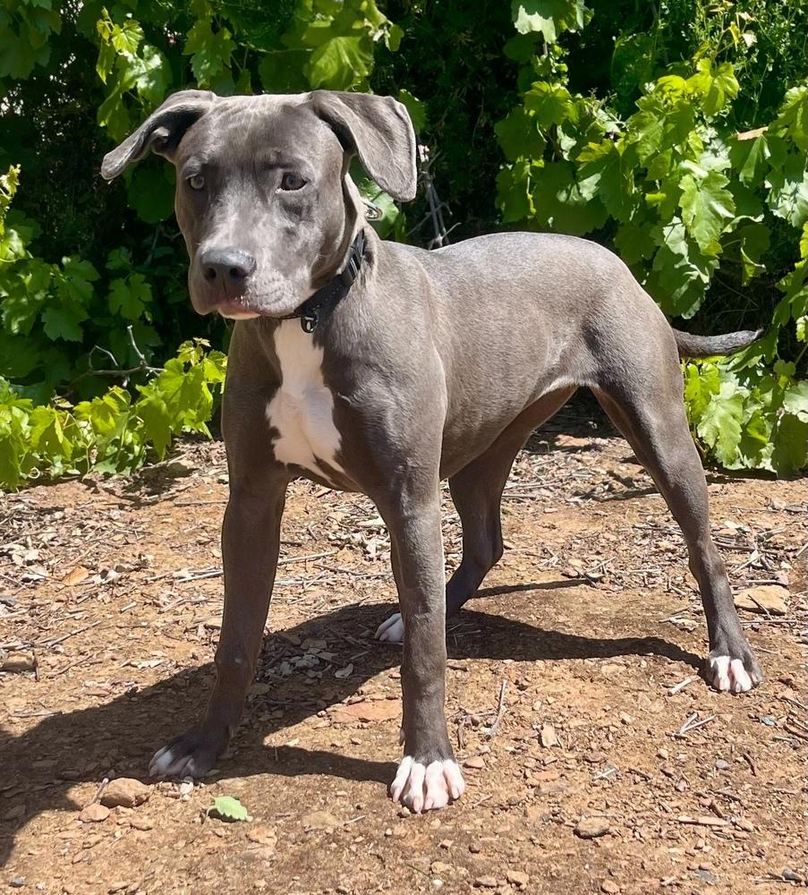 Enlarge April, a Adoptable mixed breed in Jamestown, CA image 2/3