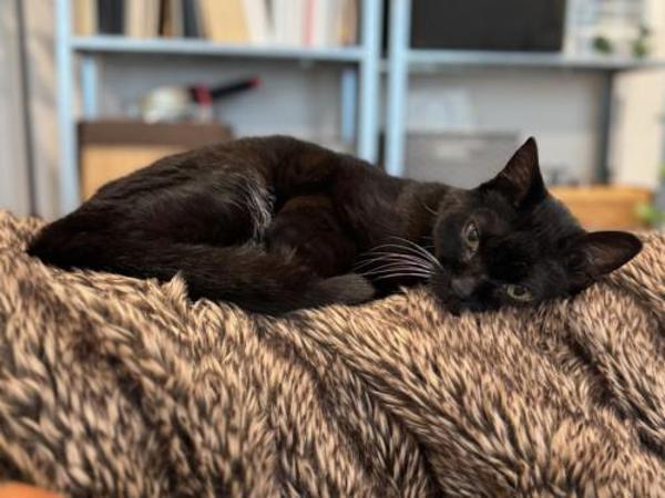 Enlarge Binx, a Adoptable mixed breed in Portland, OR image 1/3