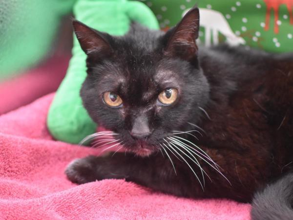 Enlarge Binx, a Adoptable mixed breed in Portland, OR image 2/3