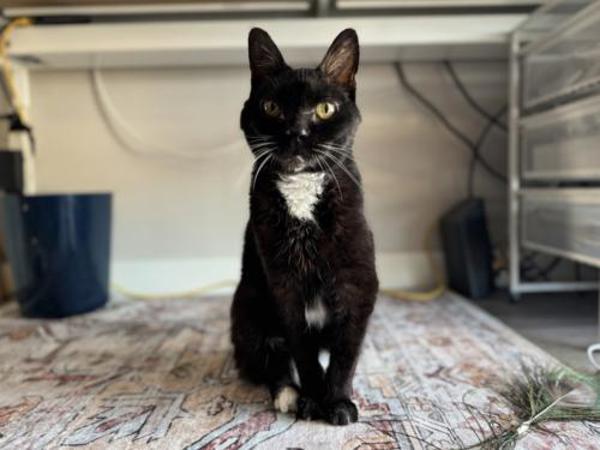 Enlarge Binx, a Adoptable mixed breed in Portland, OR image 3/3