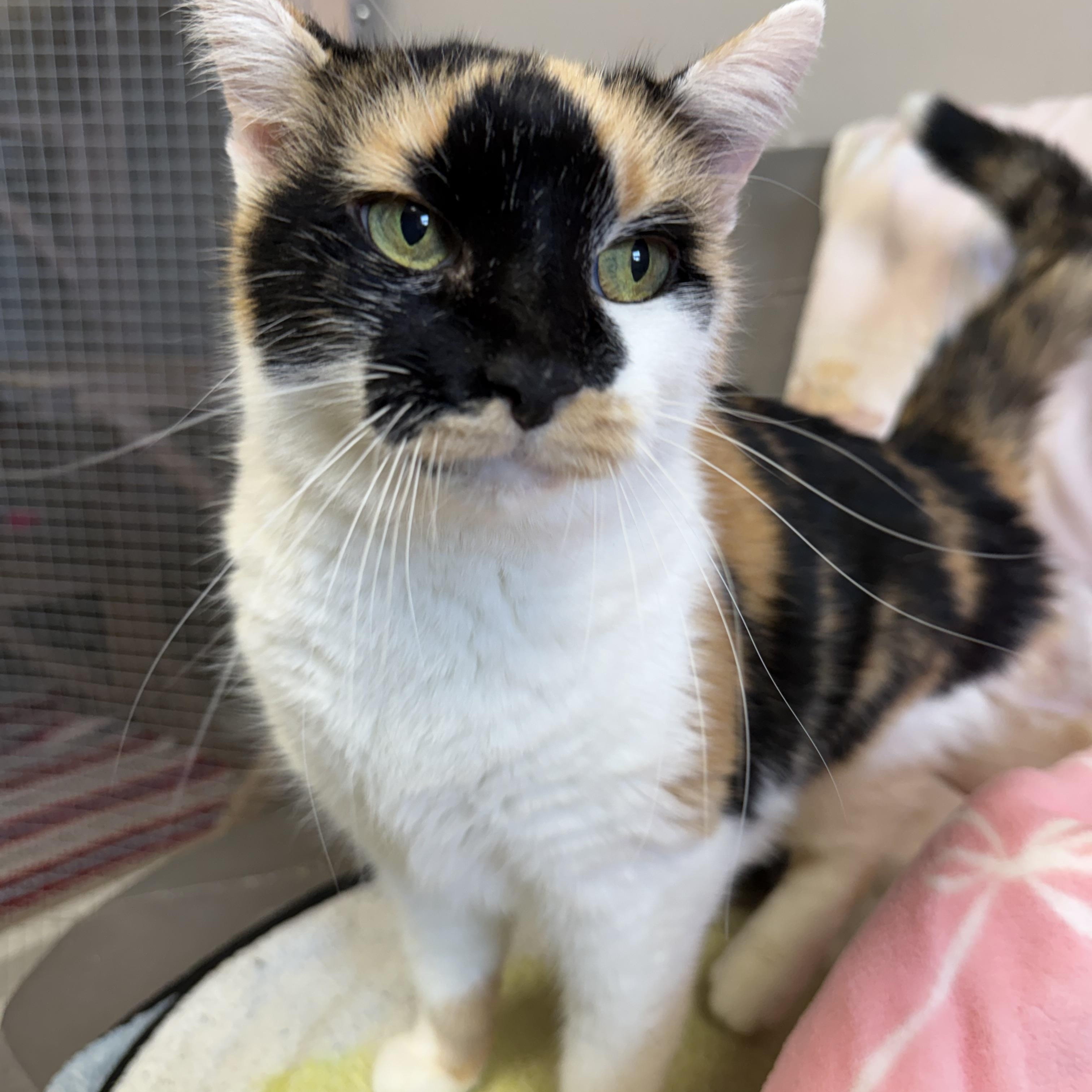 Enlarge Nina (Bonded to Eliza), a Adoptable Domestic Short Hair in Archbold , OH image 1/2