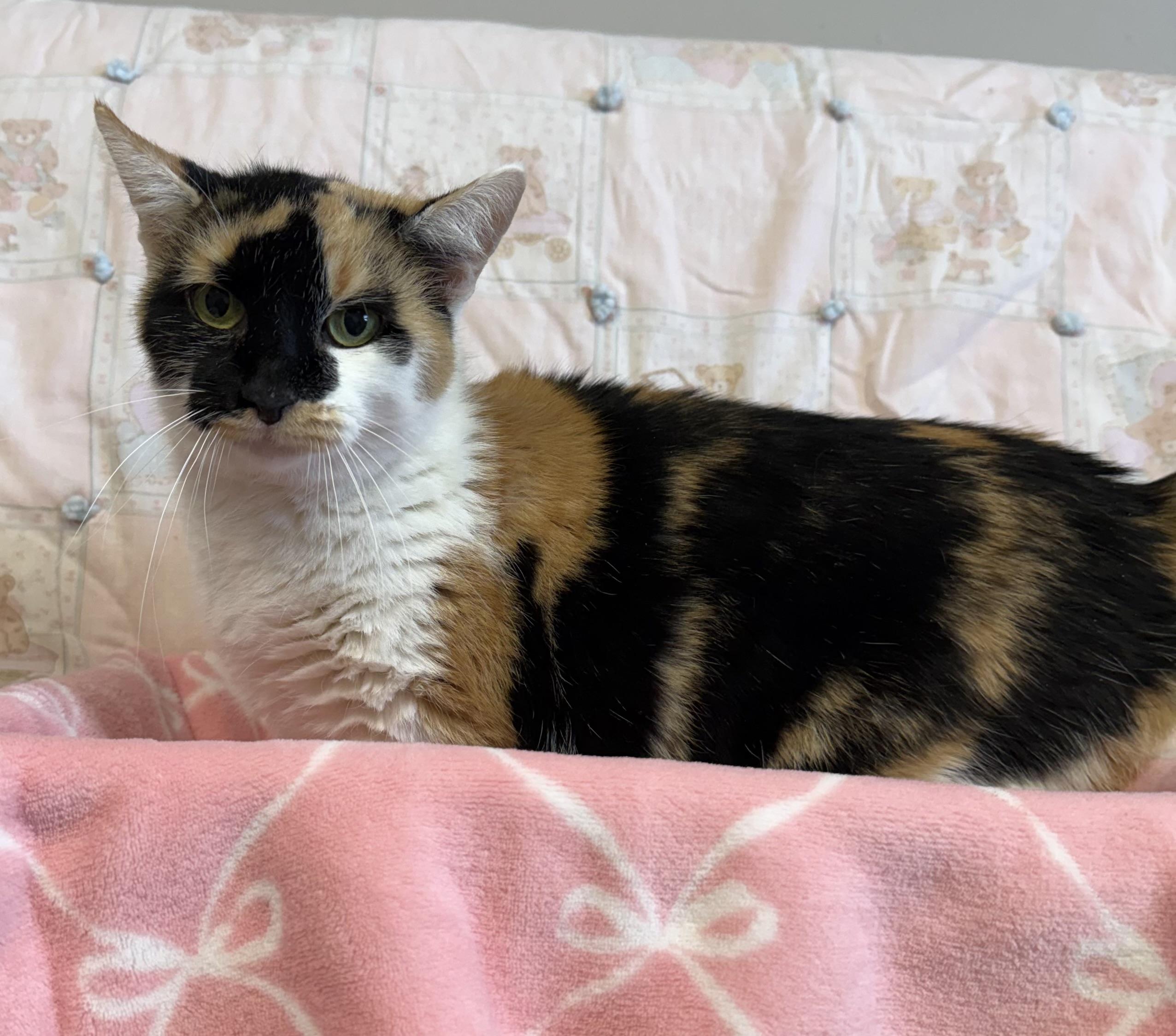 Enlarge Nina (Bonded to Eliza), a Adoptable Domestic Short Hair in Archbold , OH image 2/2