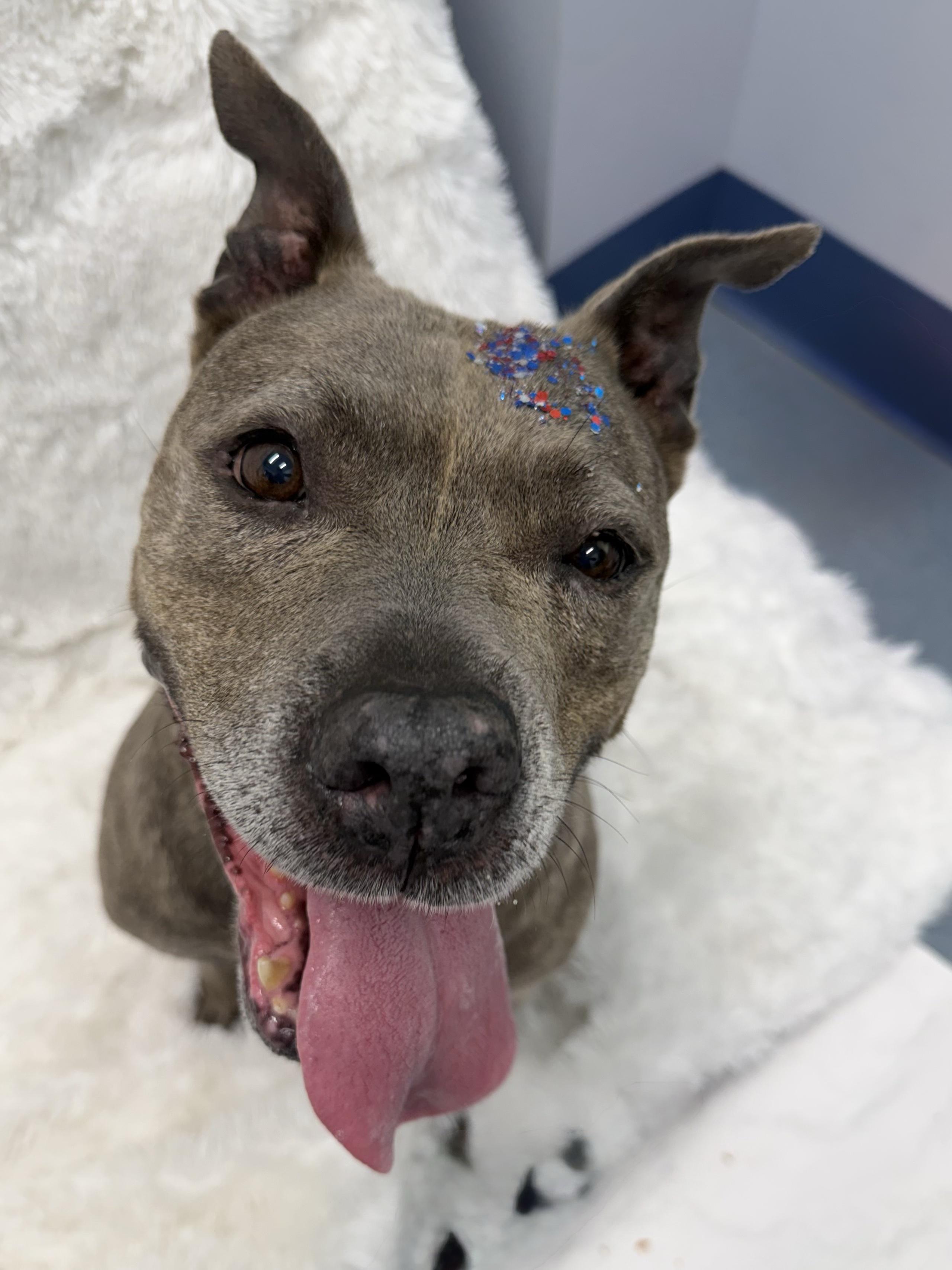 Enlarge Thelma Tag 859, a ADOPTABLE mixed breed in Central Islip, NY image 1/1
