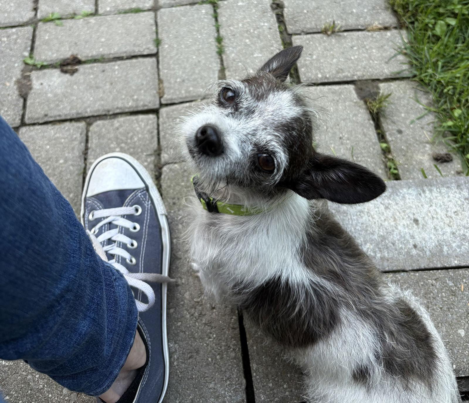 Rosie 3793, Adopted, Adult Female Chihuahua.