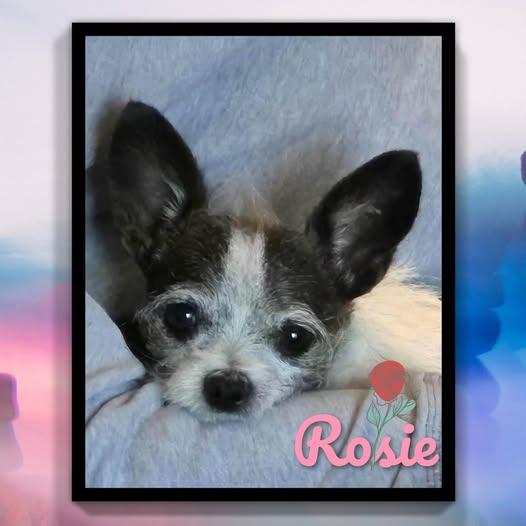 Enlarge Rosie 3793, a Adopted Chihuahua in Pickering, ON image 2/3