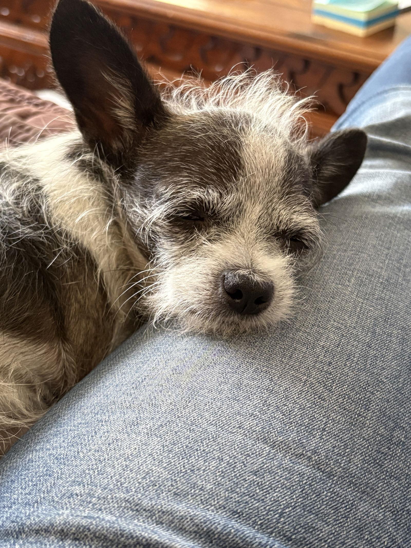 Enlarge Rosie 3793, a Adopted Chihuahua in Pickering, ON image 3/3