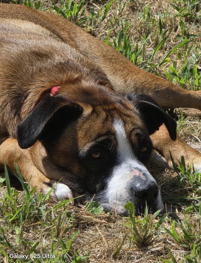 Enlarge Fred, a Adoptable mixed breed in Pflugerville, TX image 2/6