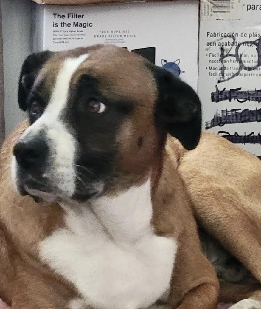 Enlarge Fred, a Adoptable mixed breed in Pflugerville, TX image 5/6
