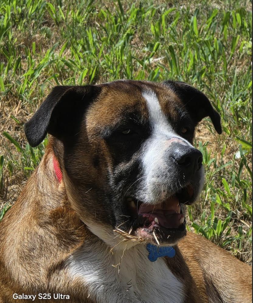Fred, Adoptable, Adult Male Boxer.