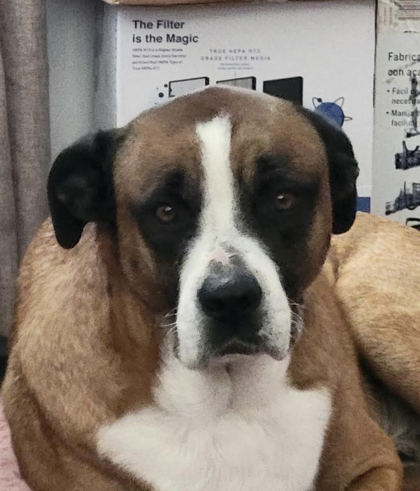 Enlarge Fred, a Adoptable mixed breed in Pflugerville, TX image 6/6