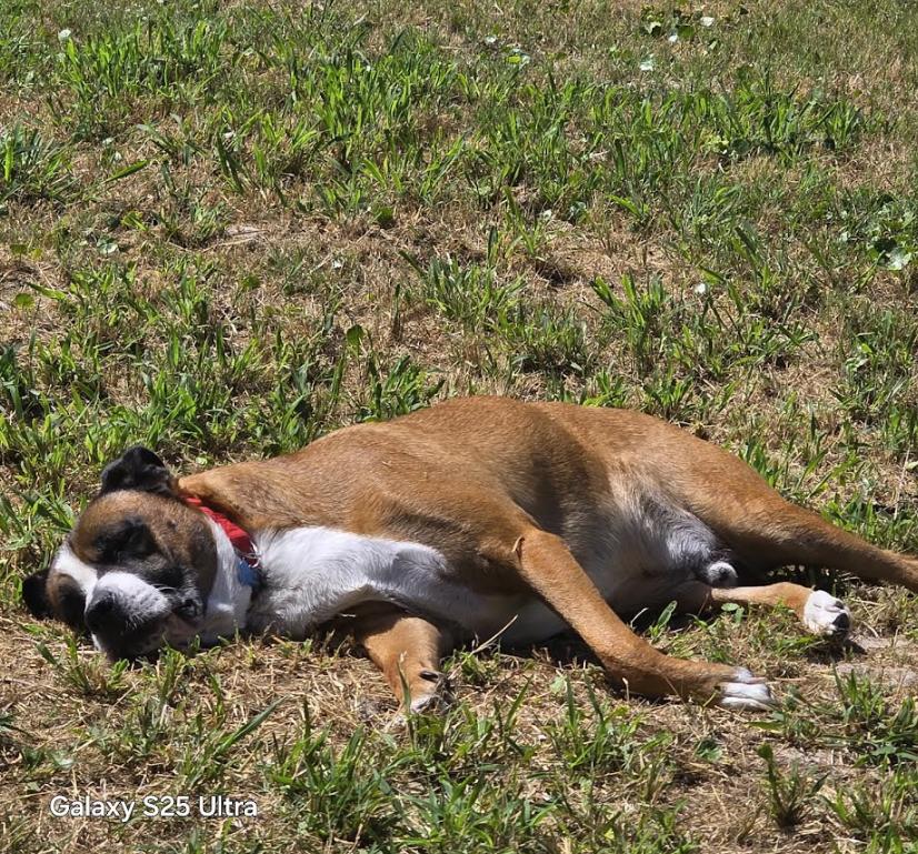 Enlarge Fred, a Adoptable mixed breed in Pflugerville, TX image 3/6