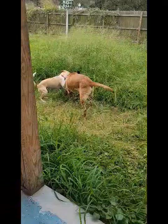Enlarge Fred, a Adoptable mixed breed in Pflugerville, TX video 4/6