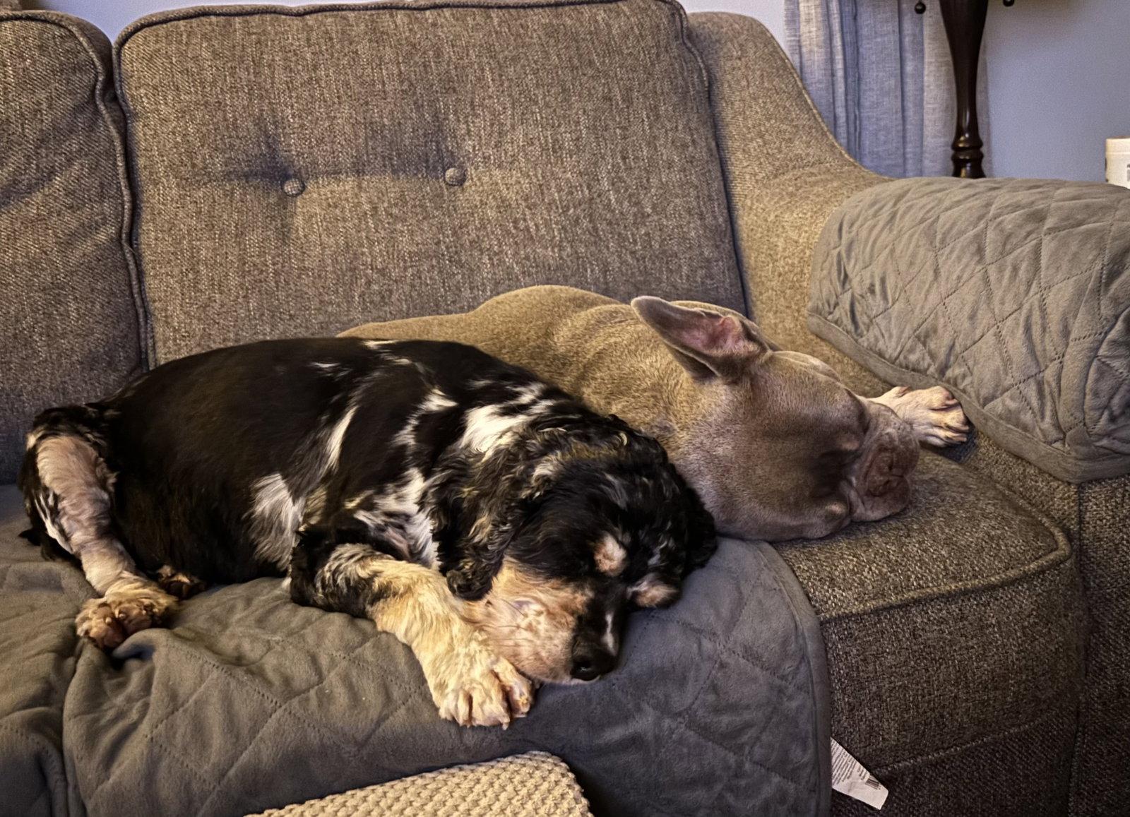Olive 4895, Adoptable, Adult Female Cocker Spaniel.