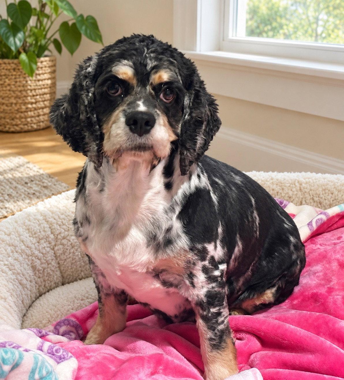 Enlarge Olive 4895, a Adoptable Cocker Spaniel in Pickering, ON image 2/3