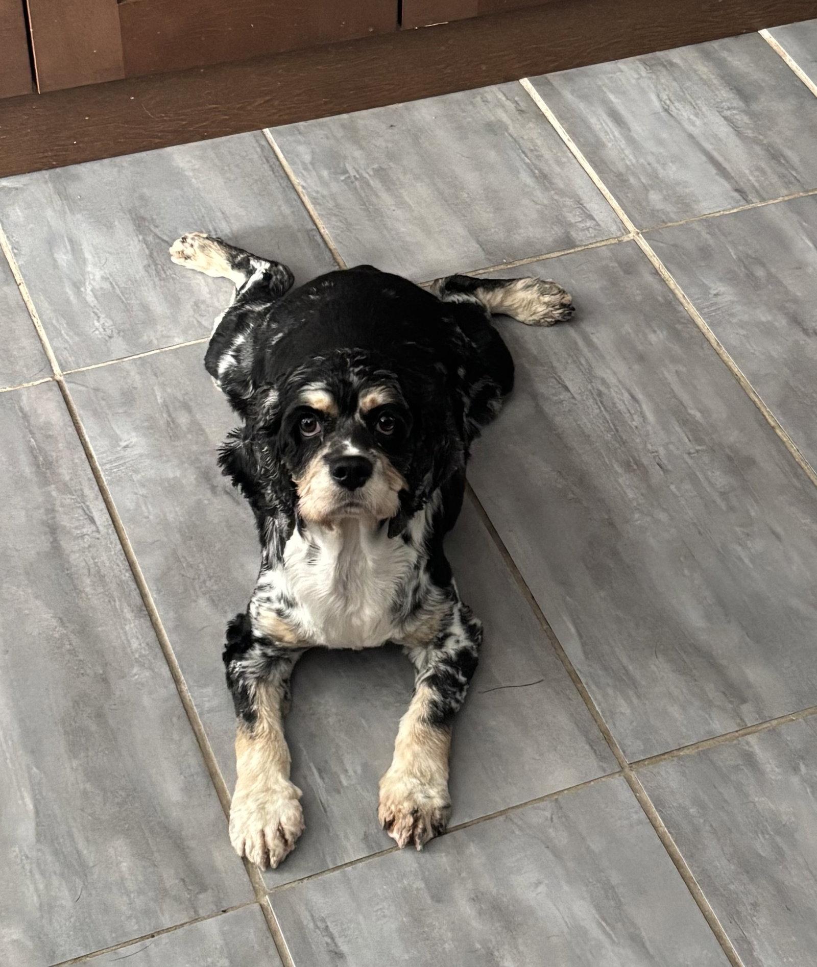 Enlarge Olive 4895, a Adoptable Cocker Spaniel in Pickering, ON image 3/3