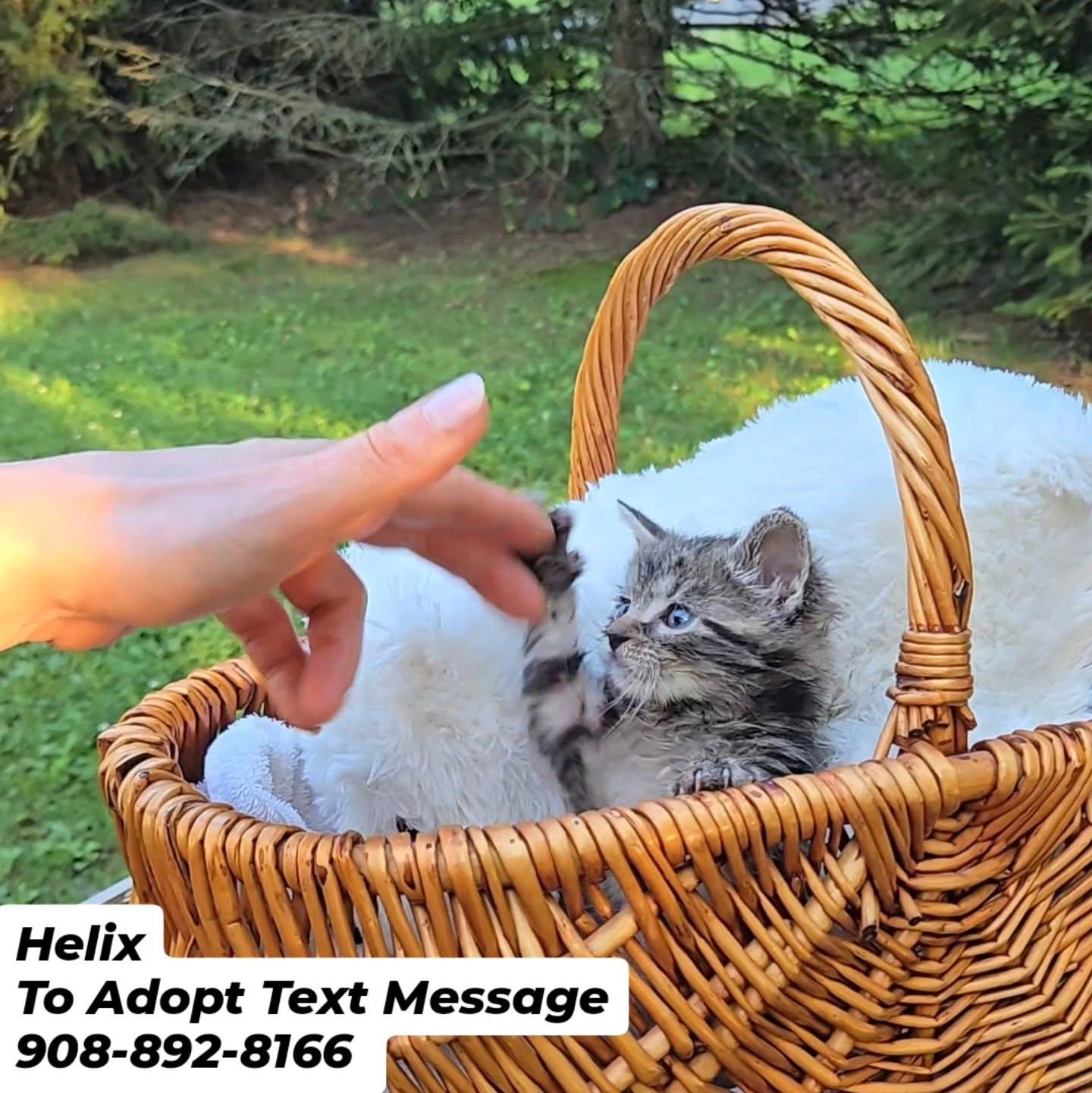 HELIX, Adoptable, Kitten Male Domestic Short Hair.