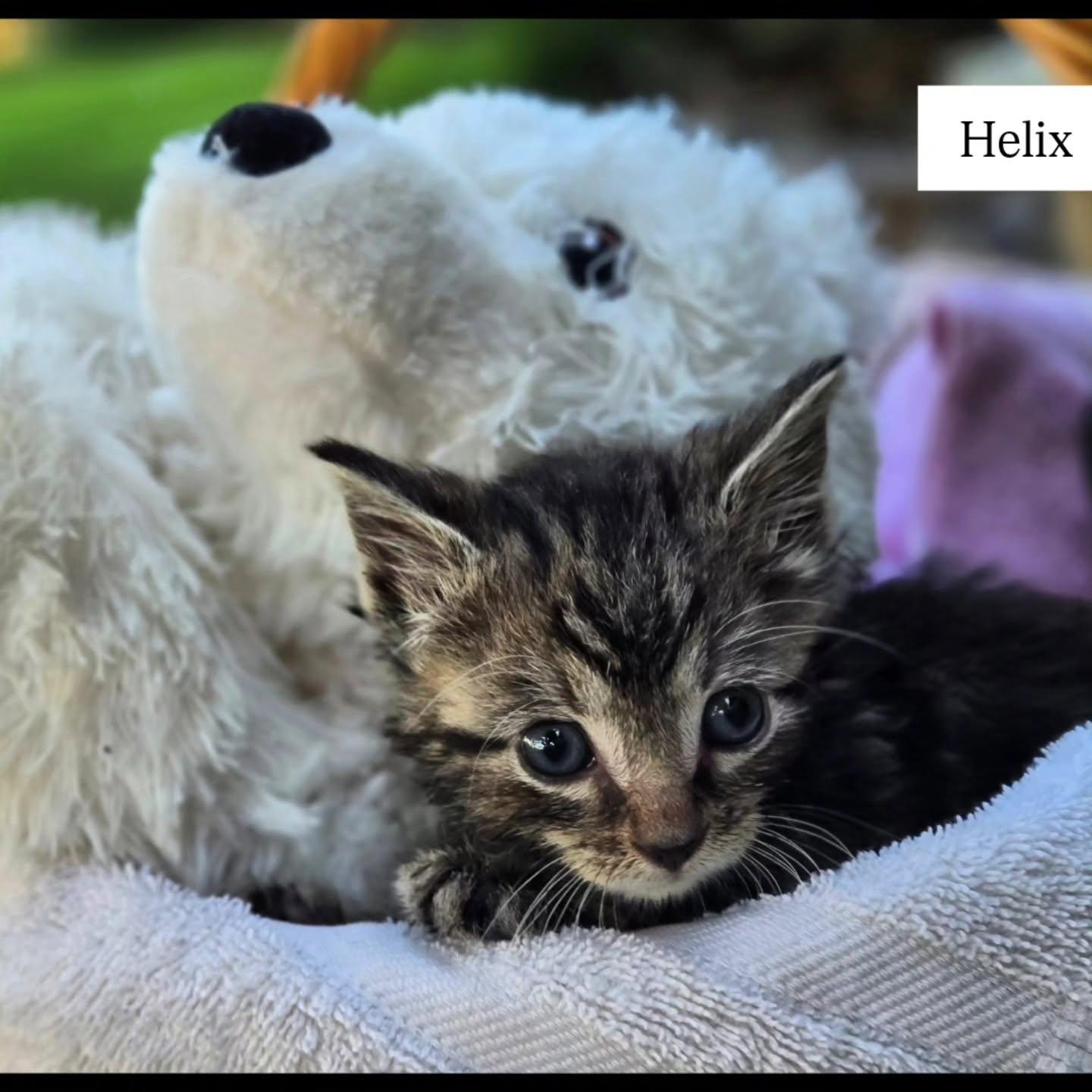 HELIX, a Adoptable mixed breed in Bridgewater, NJ image 6/6