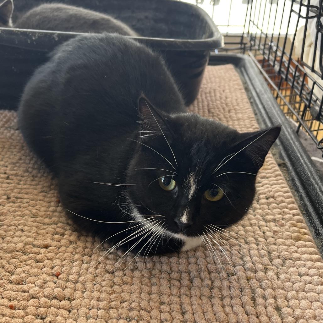 Enlarge Stripes, a Adoptable Domestic Short Hair in Pittsburg, KS image 1/1