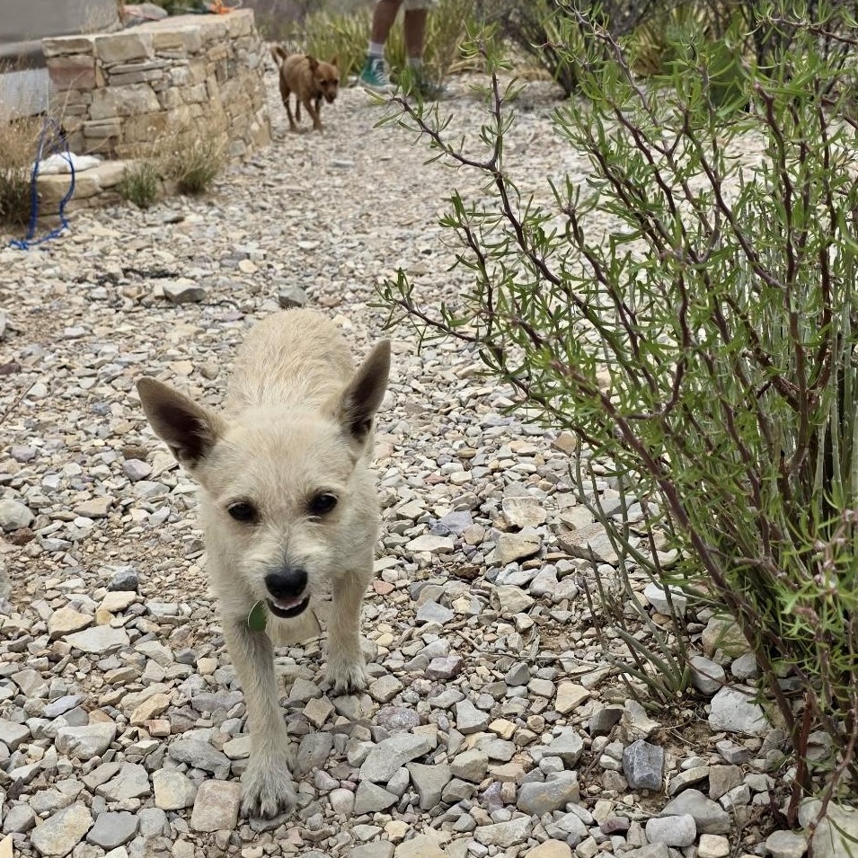 Enlarge Ria, a ADOPTABLE mixed breed in Marfa, TX image 2/5