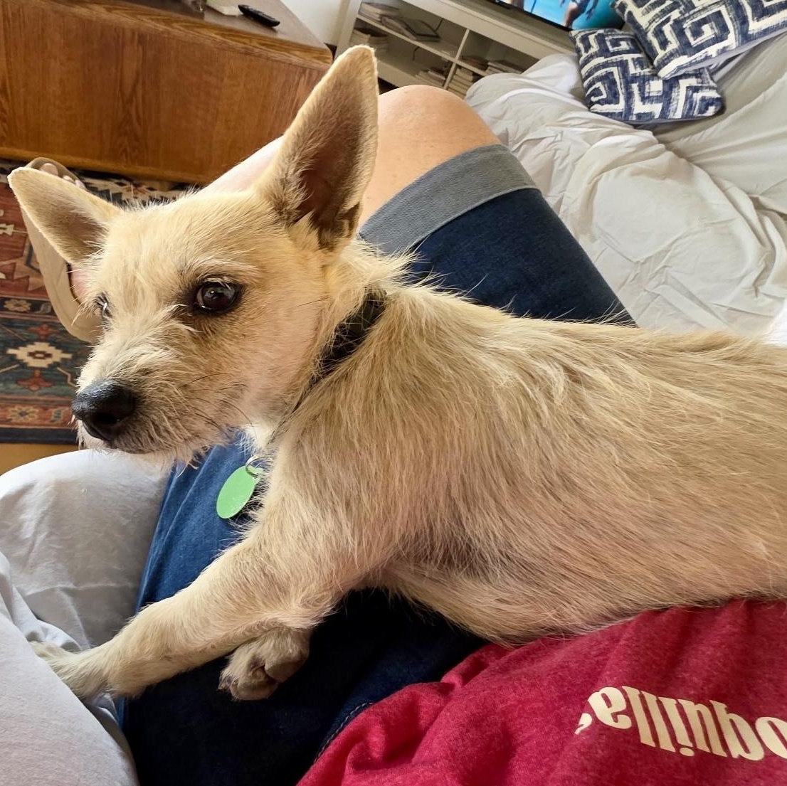 Enlarge Ria, a ADOPTABLE mixed breed in Marfa, TX image 4/5