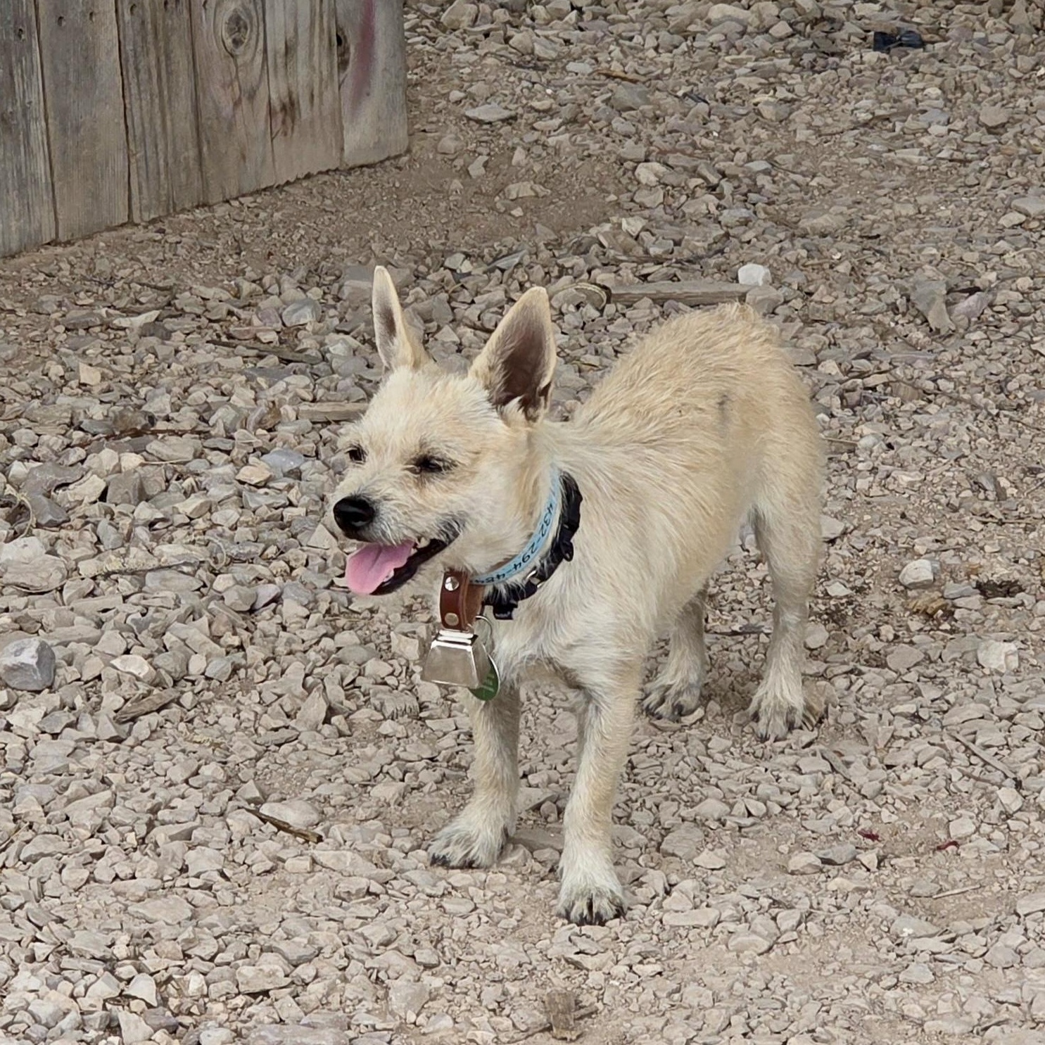 Enlarge Ria, a ADOPTABLE mixed breed in Marfa, TX image 5/5