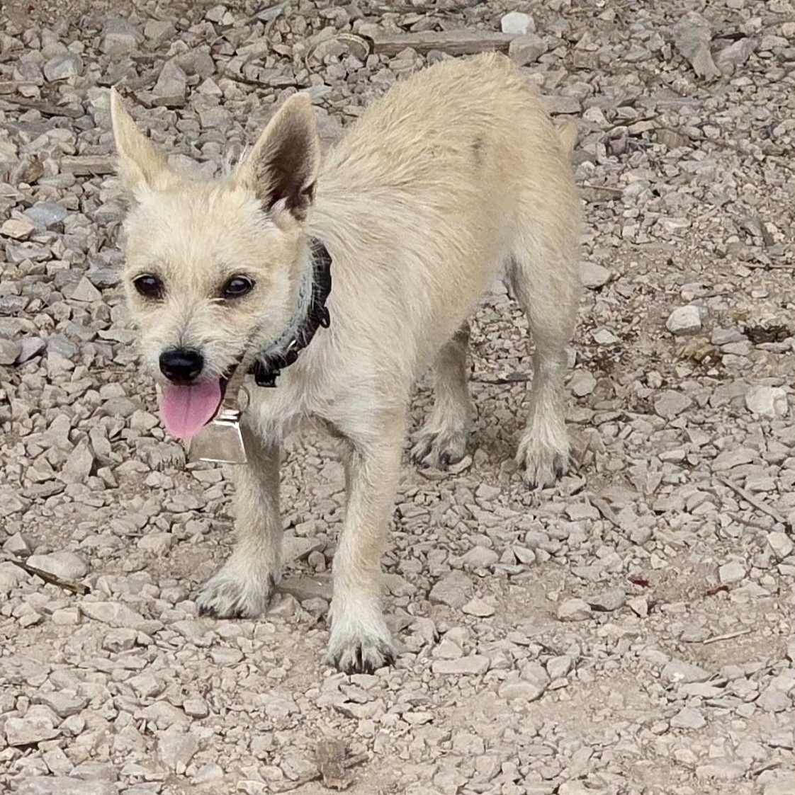 Ria, ADOPTABLE, Young Female Terrier.