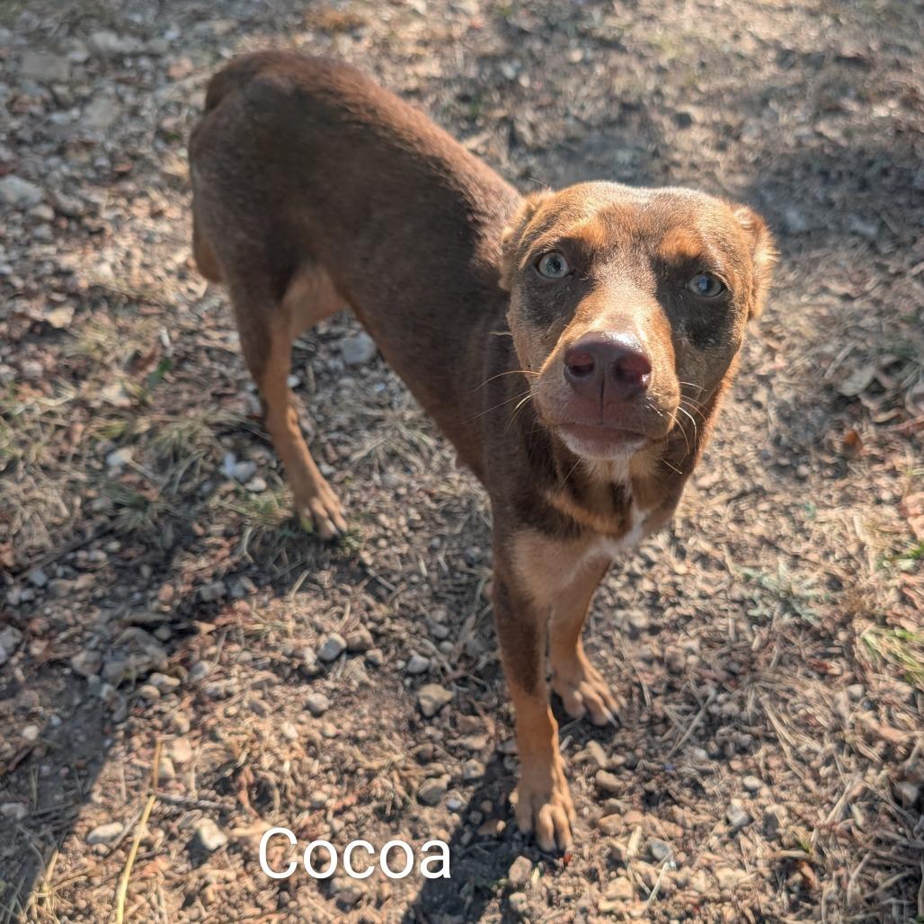 Cocoa, Adoptable, Adult Female Mixed Breed.