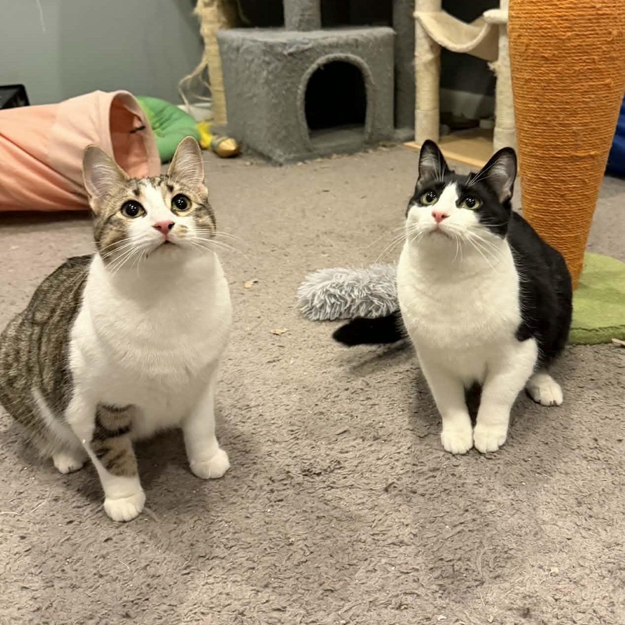 Enlarge Snickers, a ADOPTABLE Domestic Short Hair in Royal Oak, MI image 4/6