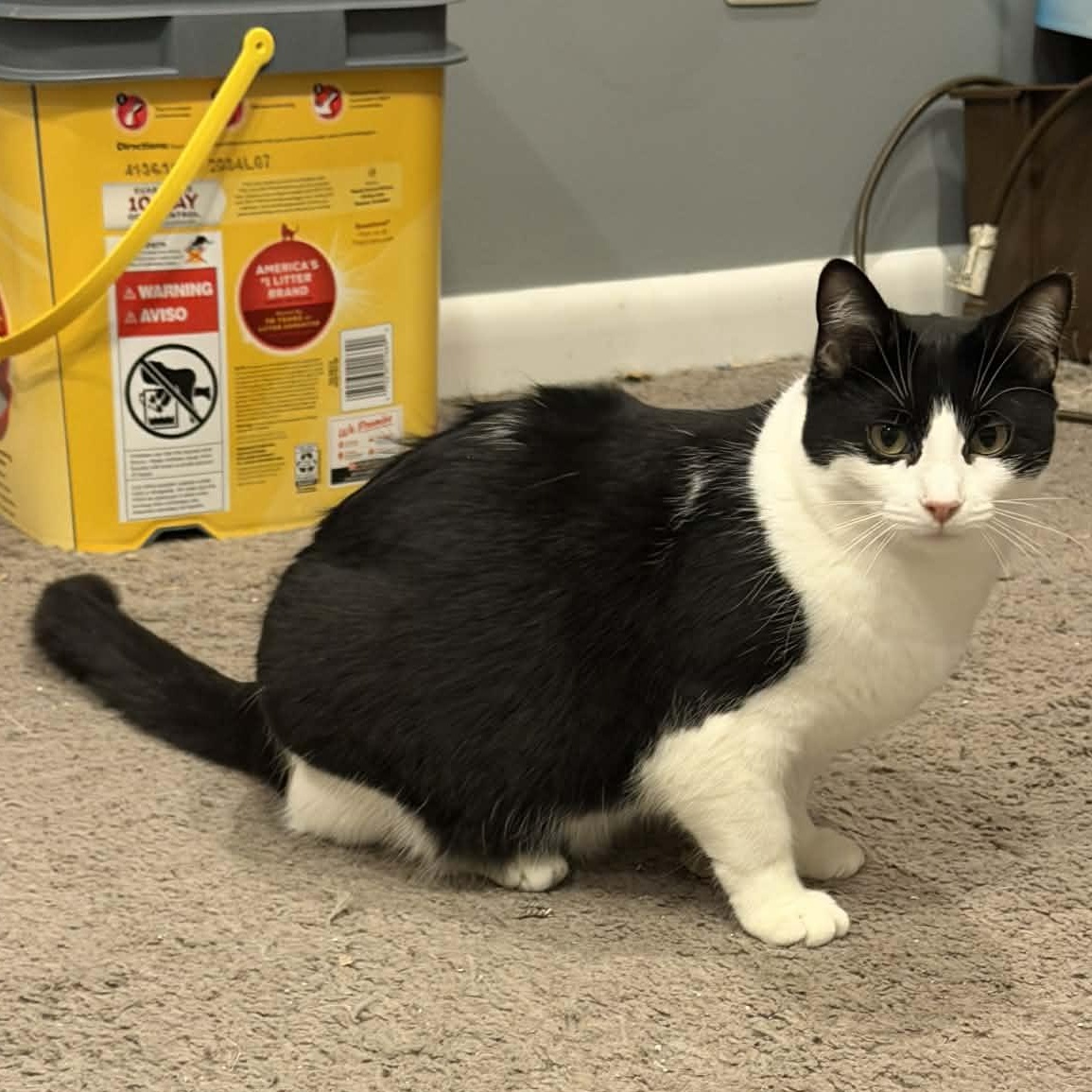 Enlarge Snickers, a ADOPTABLE Domestic Short Hair in Royal Oak, MI image 5/6