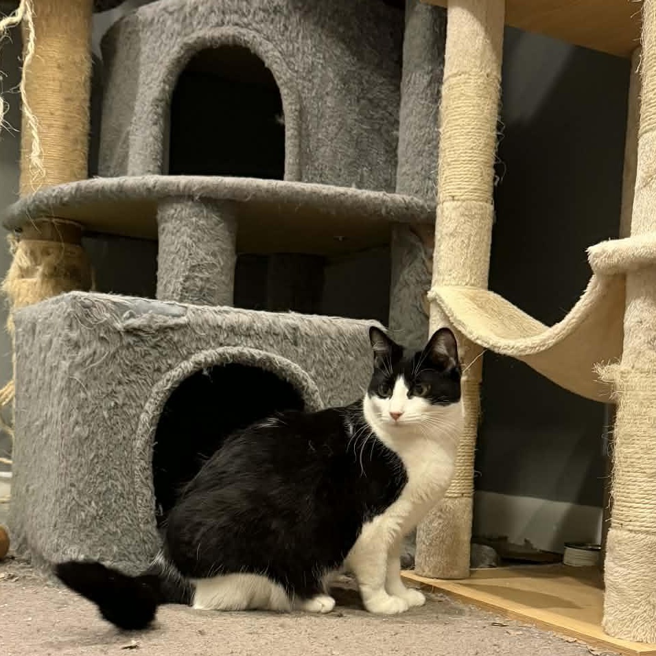 Enlarge Snickers, a ADOPTABLE Domestic Short Hair in Royal Oak, MI image 2/6