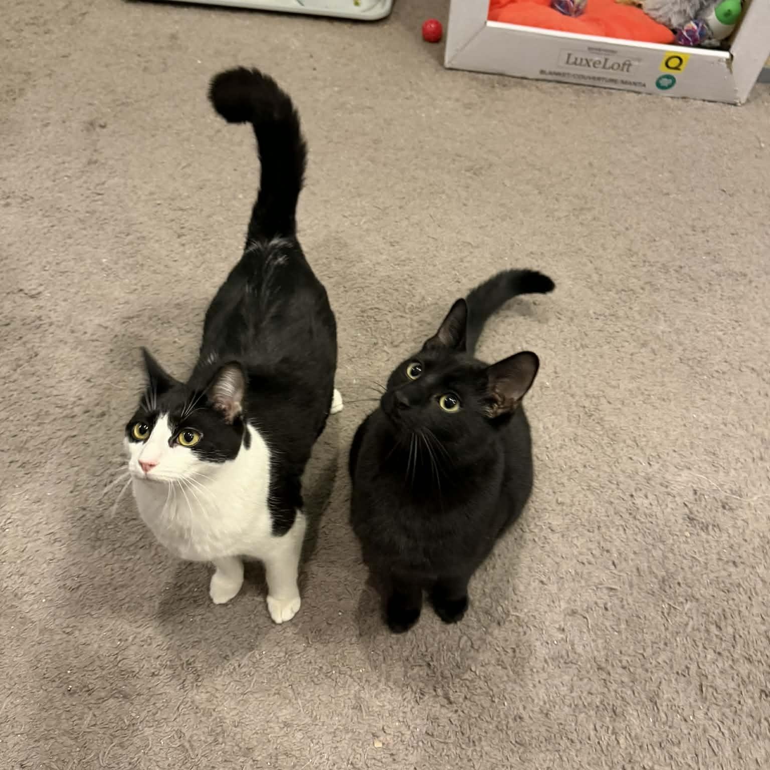 Enlarge Snickers, a ADOPTABLE Domestic Short Hair in Royal Oak, MI image 6/6