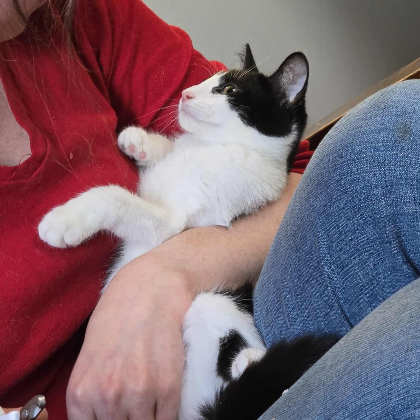 Enlarge Snickers, a ADOPTABLE Domestic Short Hair in Royal Oak, MI image 3/6