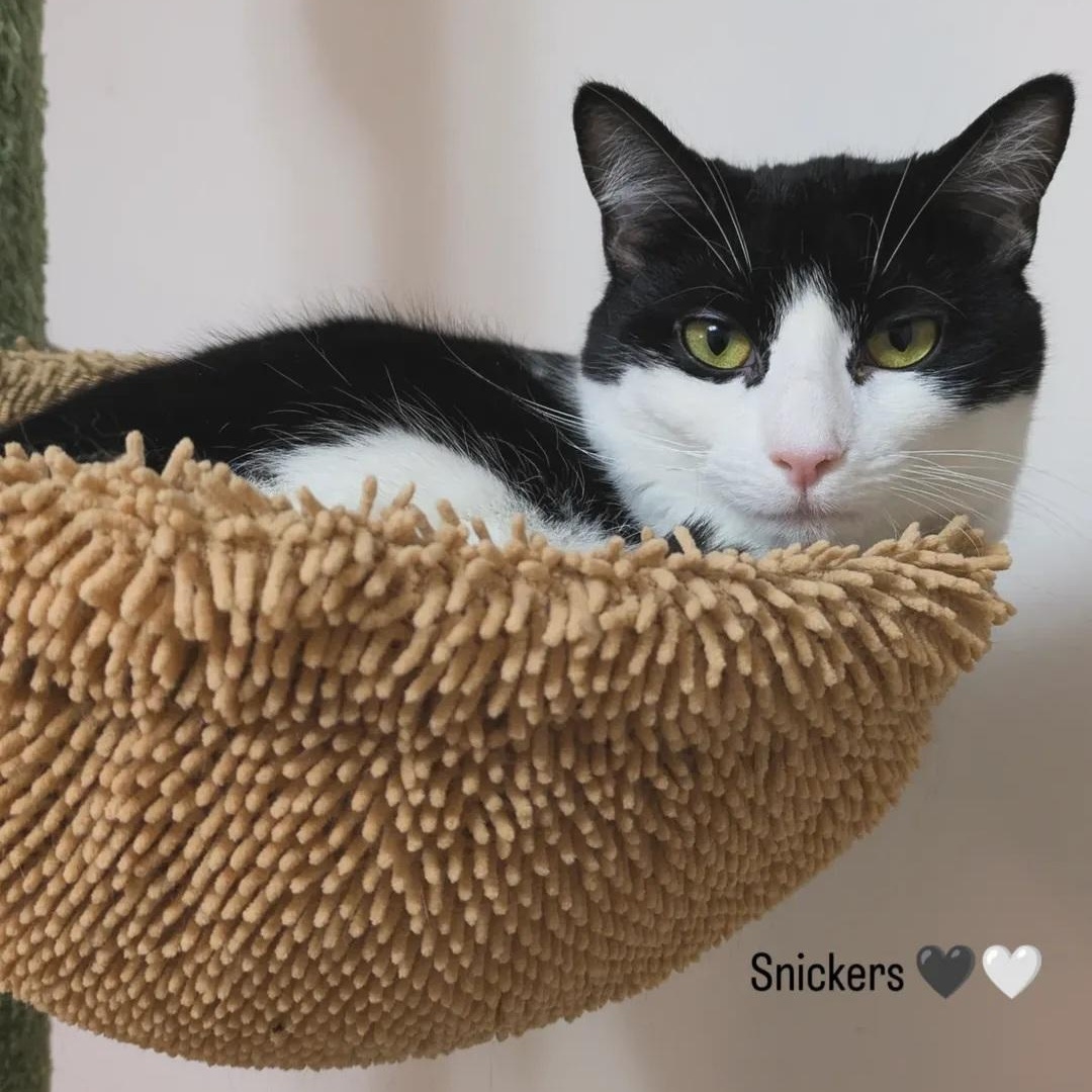 Snickers, ADOPTABLE, Kitten Female Domestic Short Hair.
