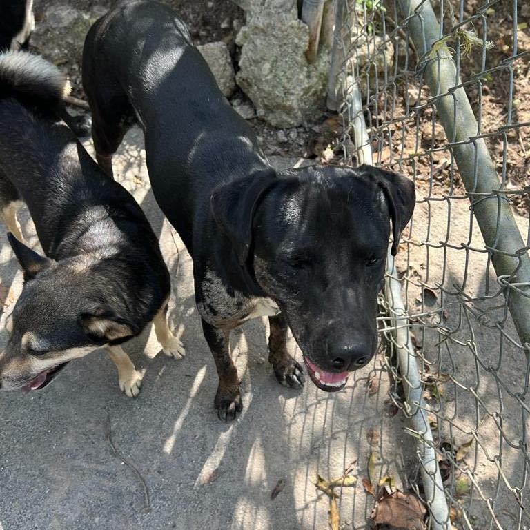 Harley "your Love Drives thumbnail 2