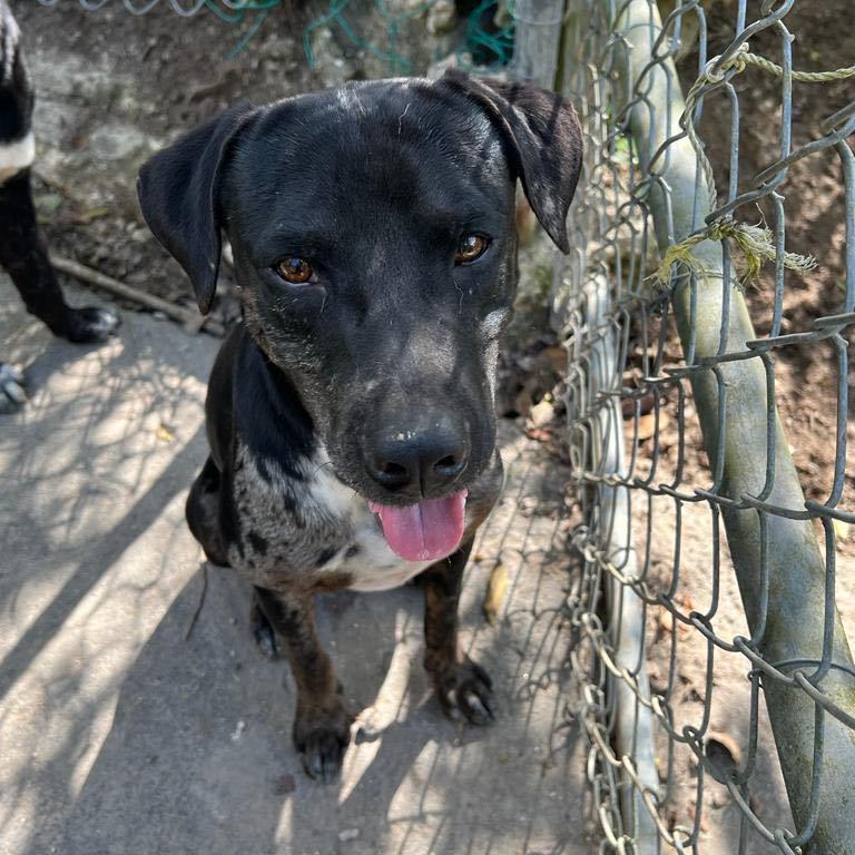 Harley "your Love Drives thumbnail 3