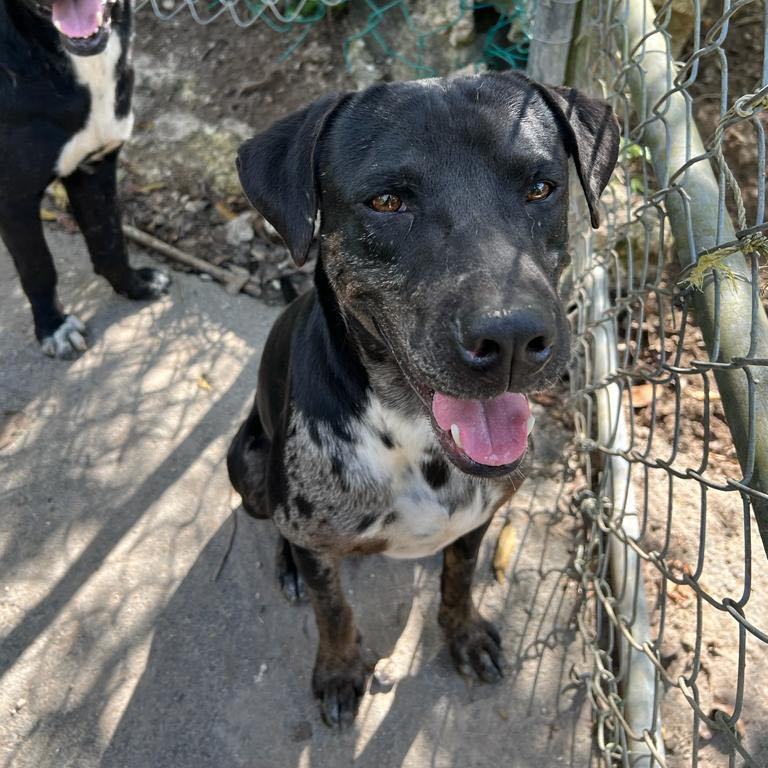 Harley "your Love Drives thumbnail 4