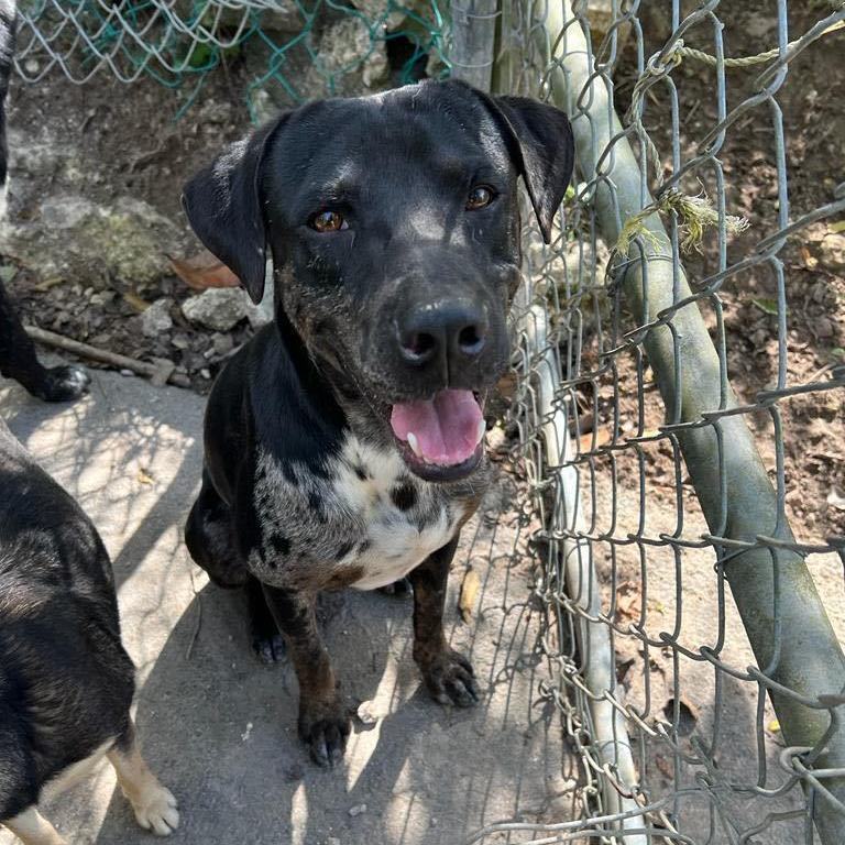 Harley "your Love Drives thumbnail 5