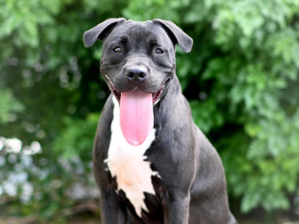 Enlarge GROVER, a Adoptable American Staffordshire Terrier in Tavares, FL image 1/1