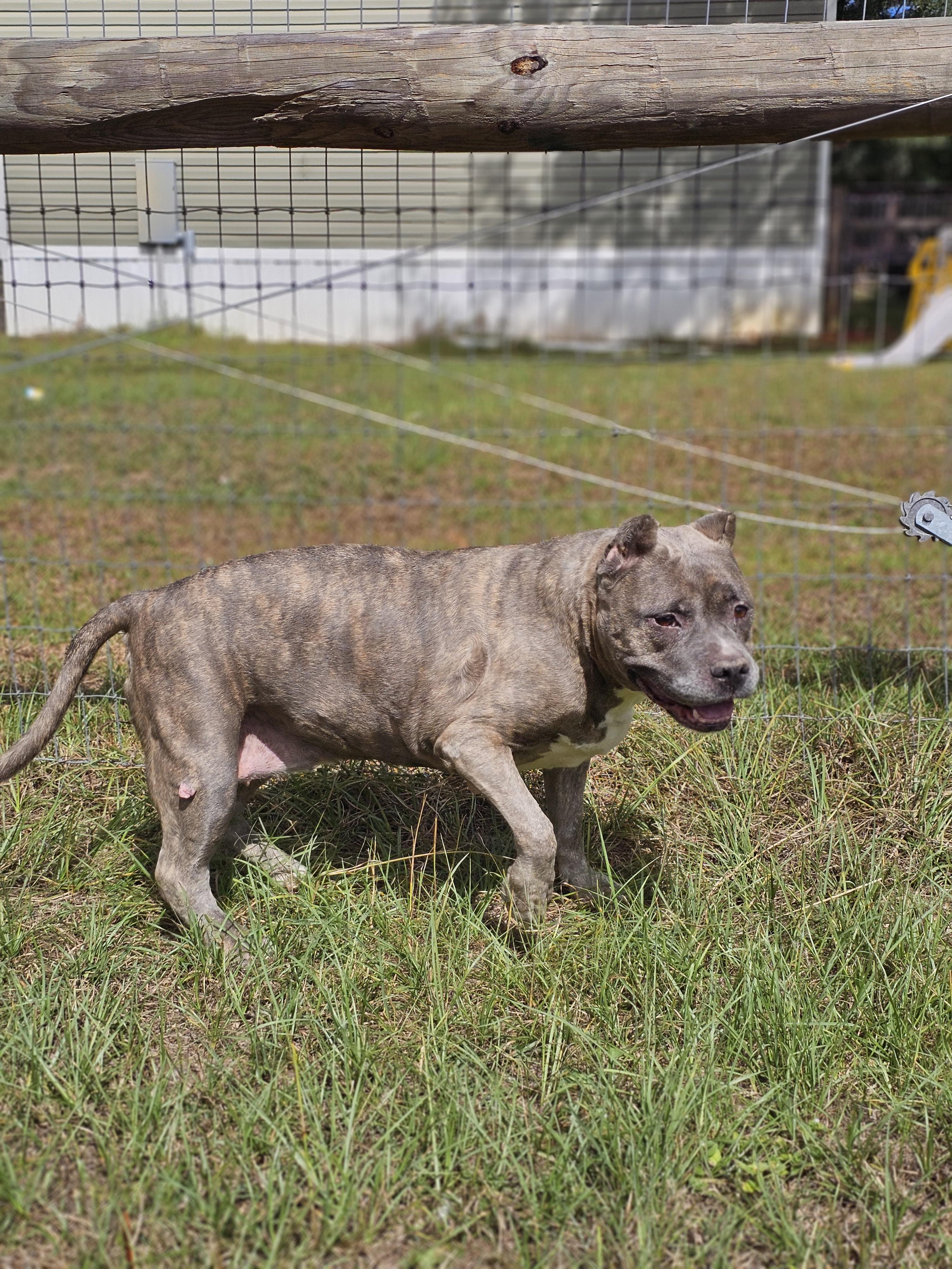 Enlarge Luna, a Adoptable mixed breed in Panama city, FL image 1/1