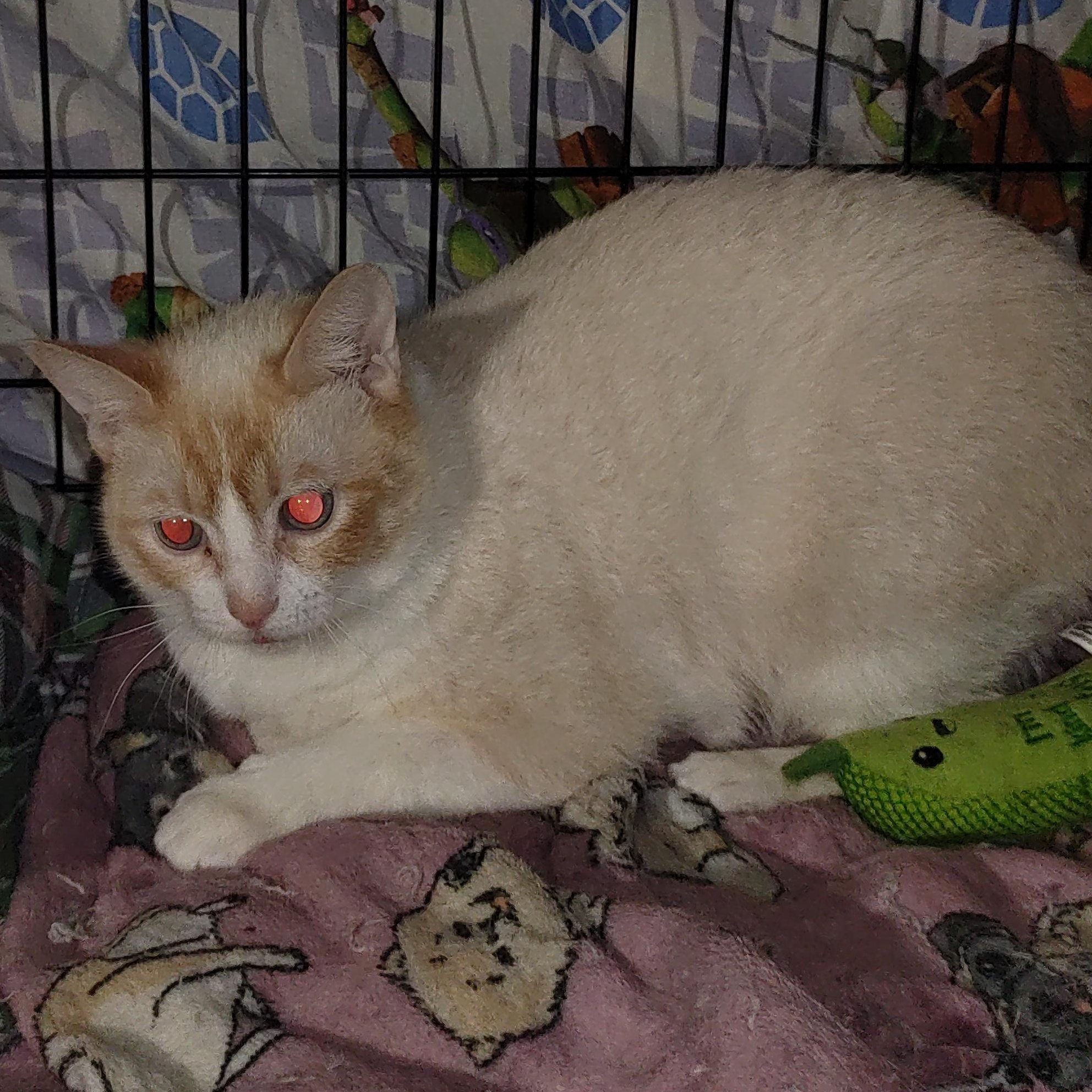 Enlarge Kenya, a Adopted mixed breed in Nicholson, PA image 1/1